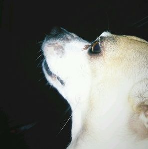 Meet your Posher, Alanah